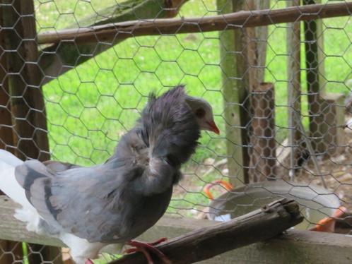 1 mooi koppel oud hollandse kapucijn sierduiven, Dieren en Toebehoren, Vogels | Duiven, Overige soorten, Meerdere dieren