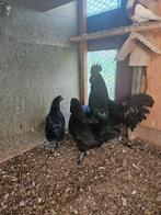 Eyem cemani 3 henne 1 haan, Dieren en Toebehoren, Pluimvee, Mannelijk, Kip