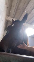 Famillie paard, Dieren en Toebehoren, Pony's, E pony (1.48m - 1.57m), Gechipt, M, 11 jaar of ouder