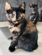 Kittens kruising Br koethaar/N boskat, Dieren en Toebehoren, Katten en Kittens | Raskatten | Langhaar, Meerdere dieren, Ontwormd