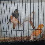 Kanaries, Dieren en Toebehoren, Vogels | Kanaries, Mannelijk, Kleurkanarie