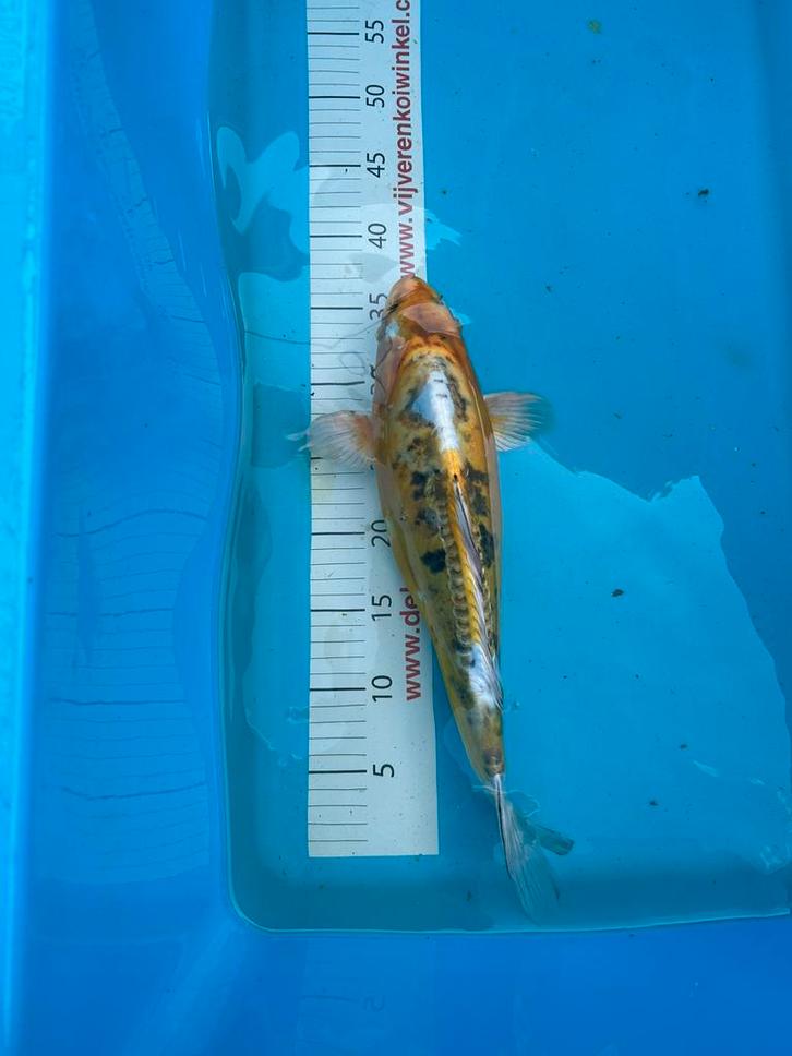Koi karpers, Dieren en Toebehoren, Vissen | Vijvervissen, Karper of Koi