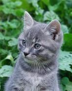 Leuke kitten, grijze tijger, Dieren en Toebehoren, Katten en Kittens | Overige Katten, Kater, Kortharig, 0 tot 2 jaar