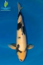 070 Shiro Utsuri, Dieren en Toebehoren, Vissen | Vijvervissen, Karper of Koi