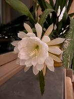 Epiphyllum Crenatum, Vetplant, In pot, Minder dan 100 cm, Bloeiende kamerplant