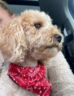 Gezocht: Dekreu Cavapoo, Cockapoo, Poedel of Cavelier, Dieren en Toebehoren, Rabiës (hondsdolheid), Reu, Eén hond, 3 tot 5 jaar