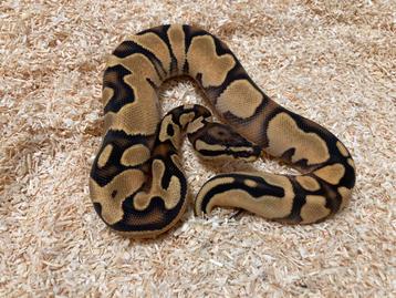 1.0 Yellowbelly Fire het Pied ball python regius te koop beschikbaar voor biedingen