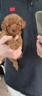Toypoedel Reutje Rood mag 12 aug Verhuizen Thuisnestje, Dieren en Toebehoren, Honden | Chihuahua's en Gezelschapshonden, Poedel