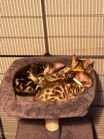 Bengaal Marble jongen, Kater
