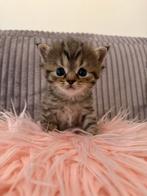 Kittens kruizing britse langhaar., Dieren en Toebehoren, Katten en Kittens | Raskatten | Korthaar, Kater, Ingeënt