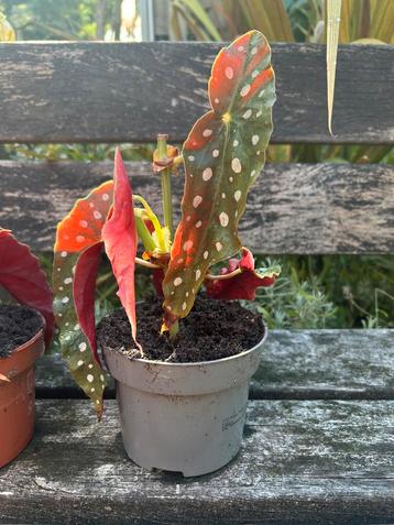 Verschillende Begonia polka dot planten beschikbaar voor biedingen