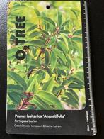 Portugese laurier (Twee boompjes ), Tuin en Terras, Planten | Bomen, Bloeit niet, 100 tot 250 cm, Volle zon, In pot
