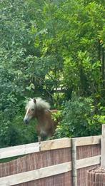 Haflinger hengst, Minder dan 160 cm, Gechipt, Dressuurpaard, 0 tot 2 jaar