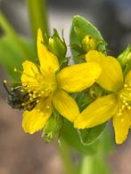 Hypericum perforatum in pot. St Janskruid. Gifvrij!, Ophalen, Zomer, Volle zon