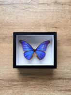 Vlinder: morpho rhetenor helena, Verzamelen, Ophalen of Verzenden, Nieuw, Insect, Opgezet dier