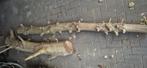Notenhouten stam en Hulst stam, 25 tot 50 mm, Overige typen, Nieuw, Ophalen of Verzenden