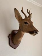 Mooi opgezet hertenkopje- taxidermie (2), Ophalen of Verzenden, Zo goed als nieuw, Hert, Gewei of Kop