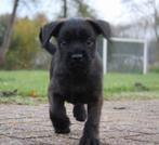 Laatste pup Dwerg poedel x pups Reu, Dieren en Toebehoren, Honden | Chihuahua's en Gezelschapshonden, CDV (hondenziekte), 8 tot 15 weken