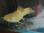 Albino redtail catfish, Dieren en Toebehoren, Vis