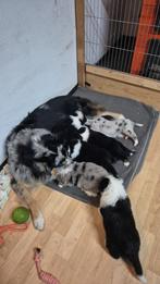 Raszuivere Australian Shepherd pups, Dieren en Toebehoren, Particulier, 8 tot 15 weken, Buitenland, Meerdere