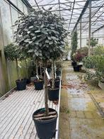 Groenblijvende Olijfwilg - Elaeagnus Ebbingei €89,95, Tuin en Terras, Planten | Bomen, Herfst, 100 tot 250 cm, Volle zon, In pot