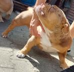 Nano Exotic Extreem bully meisje ABKC stamboom, Dieren en Toebehoren, Particulier, Rabiës (hondsdolheid), Overige rassen, 1 tot 2 jaar