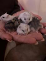 Baby hamsters, Dieren en Toebehoren, Knaagdieren, Hamster, Mannelijk, Tam, September
