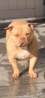 American Pocket Bully, Dieren en Toebehoren, Honden | Dekreuen, Rabiës (hondsdolheid), Teef, Eén hond, 3 tot 5 jaar