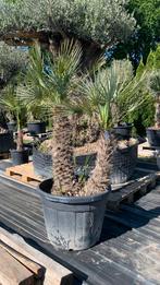 Chamaerops Humilis Cerifera, Minder dan 100 cm, Zomer, Palmboom, Ophalen