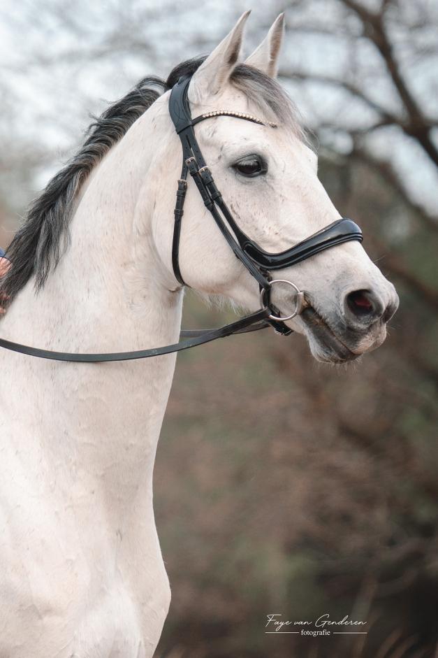Equibridle anatomisch hoofdstel Jameson – zwart lak, Dieren en Toebehoren, Paarden en Pony's | Hoofdstellen en Tuigage, Zo goed als nieuw