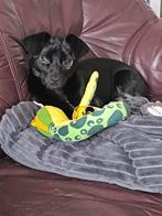 Brody zoekt een gouden mandje, Particulier, 15 weken tot 1 jaar, Buitenland, Eén hond