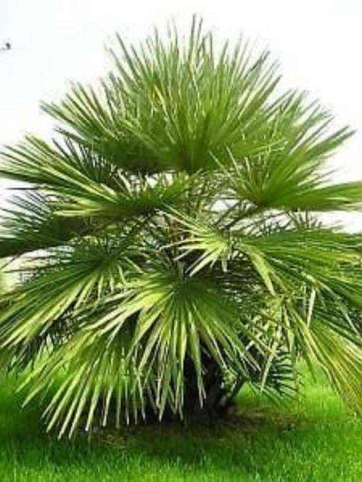 10 x Chamaerops humilis (Europese dwergpalmboom) zaden, Tuin en Terras, Bloembollen en Zaden, Zaad, Gehele jaar, Ophalen