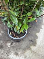 Grijp uw kans grote camelia’s wit hoog rond 80/90 cm  24.95, Tuin en Terras, Planten | Tuinplanten, Vaste plant, Halfschaduw, Lente