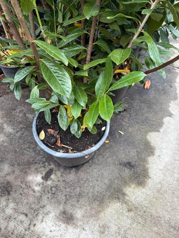Grijp uw kans grote camelia’s wit hoog rond 80/90 cm  24.95  beschikbaar voor biedingen