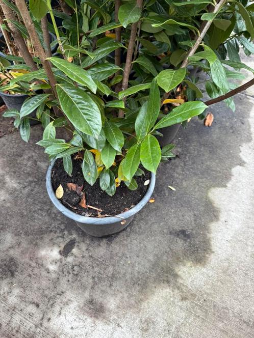 Grijp uw kans grote camelia’s wit hoog rond 80/90 cm  24.95, Tuin en Terras, Planten | Tuinplanten, Vaste plant, Overige soorten
