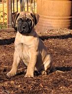 Bullmastiff pups, Parvo, België, Fokker | Hobbymatig, 8 tot 15 weken