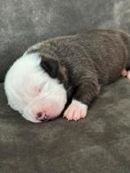 American Bully XL Pup, Parvo, 8 tot 15 weken, Groot, Meerdere