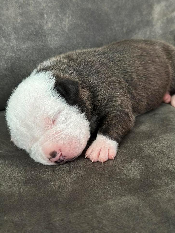 American Bully XL Pup, Dieren en Toebehoren, Honden | Niet-rashonden, Groot, Meerdere dieren, Fokker | Hobbymatig, Meerdere, Nederland