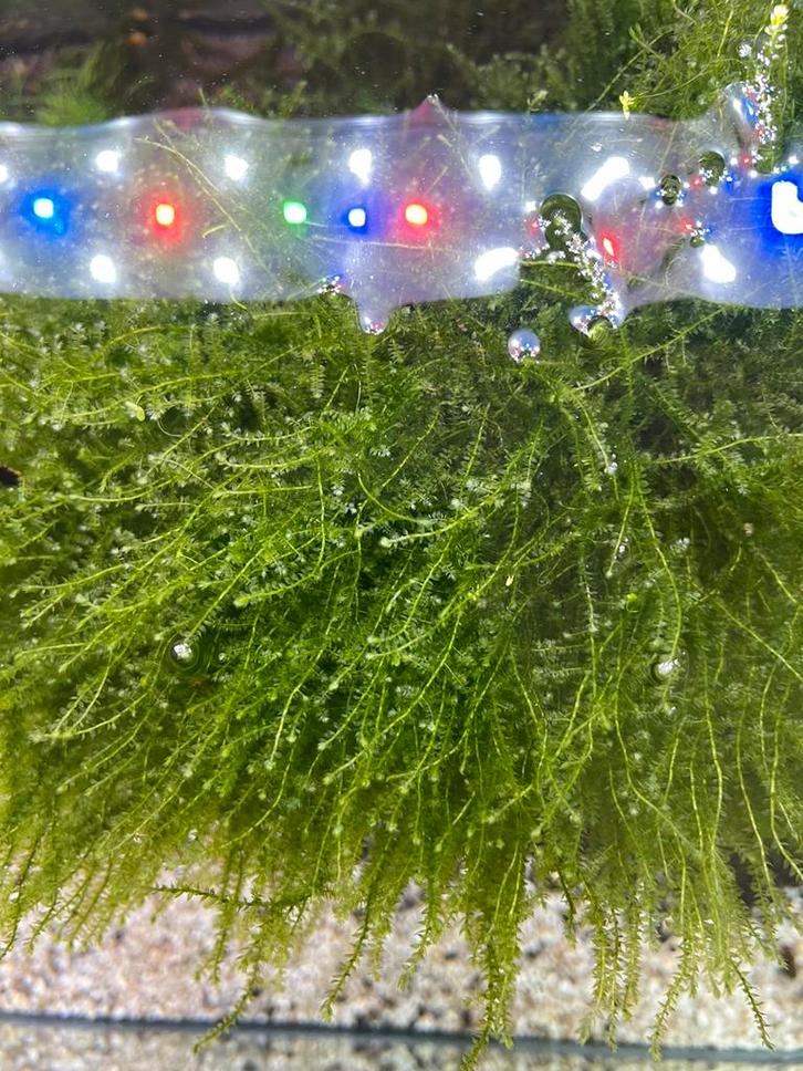 Creeping mos, Vesicularia ferriei, aquarium mos, Dieren en Toebehoren, Vissen | Aquaria en Toebehoren, Zo goed als nieuw, Plant(en), Steen of Hout