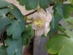 Akelei, Vaste plant, Halfschaduw, Lente, Ophalen