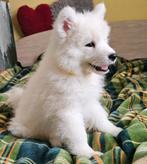 Samoyed szczeniak FCI, Reu, 8 tot 15 weken, Buitenland, Parvo