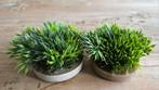 2x nep mos voor aquarium Ø 7 cm, Dieren en Toebehoren, Vissen | Aquaria en Toebehoren, Ophalen of Verzenden, Plant(en), Steen of Hout