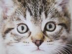 Close-up van een poes op nieuwe ansichtkaart, Verzenden, 1980 tot heden, Ongelopen, Hond of Kat