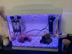 Superfish Aquarium, Dieren en Toebehoren, Vissen | Aquaria en Toebehoren, Ophalen, Zo goed als nieuw, Gevuld zoetwateraquarium