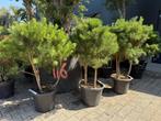 Pinus sylvestris 3 stam (meerstammige Pinus ) te koop!, In pot, Bloeit niet, Halfschaduw, Minder dan 100 cm