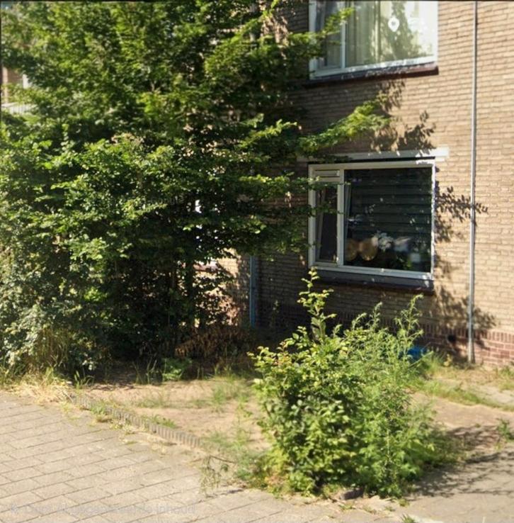 Tuinman gezocht: Onkruidvrije voortuin, Tuin en Terras, Planten | Struiken en Hagen, Laurier, Ophalen of Verzenden