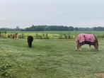 24-7 weidegang met schuilstal : fijn pony plekje, Dieren en Toebehoren, 1 paard of pony
