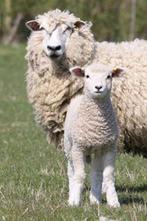 Start je wolcarrière met een cursusdag wol bewerken!, Ophalen, Nieuw
