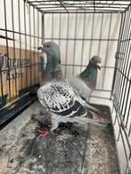 Postduiven, Dieren en Toebehoren, Meerdere dieren, Postduif