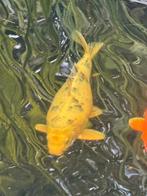 Koi Shiro utsuri II 45 cm, Dieren en Toebehoren, Vissen | Vijvervissen, Karper of Koi